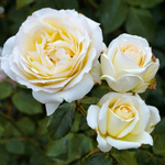 Роза на Штамбе Чайковский