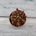 Gymnocalycium Friedrichii (Гимнокалициум)