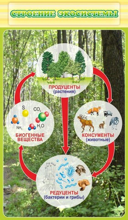 Стенд "Строение экосистемы"