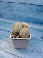 Notocactus Haselbergii triple (Нотокактус)
