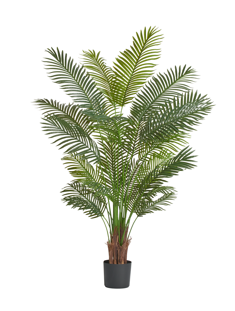 Пальма Арека Хризалидокарпус New в-180 см (Sensitive Botanic) 2/2 10.11956N