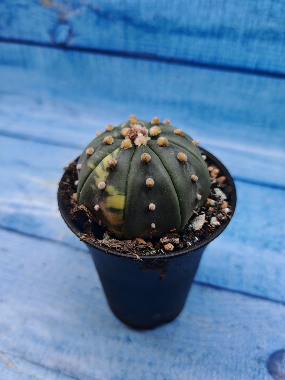 Astrophytum Asterias variagate (Астрофитум)