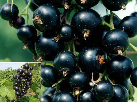 Саженец Смородины черной «Велой» (Ленинградская сладкая, Десертный вкус)