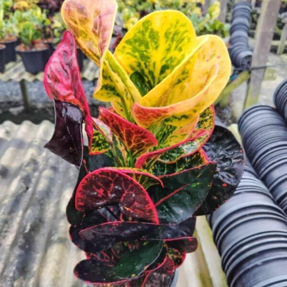 Кротон PHET MONGKON