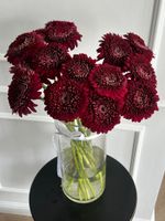 Гербера в бордовом оттенке