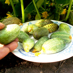 Огурец Изначальный Древнерусский