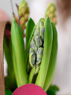 Аромат весны