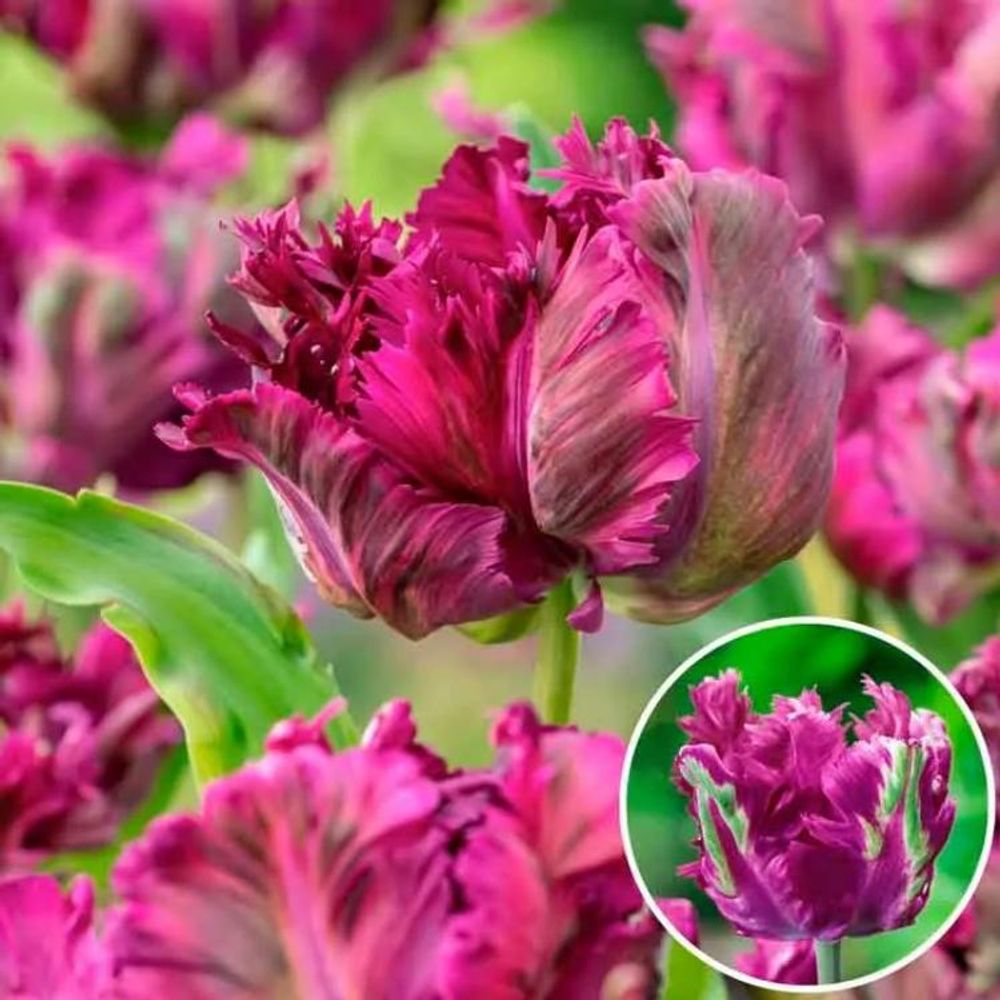 Тюльпан Негрита Пэррот Закупка М78 сентябрь 2026