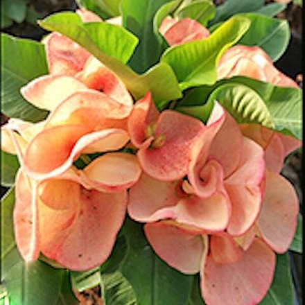 Эуфорбия Миля KAENG DUEN