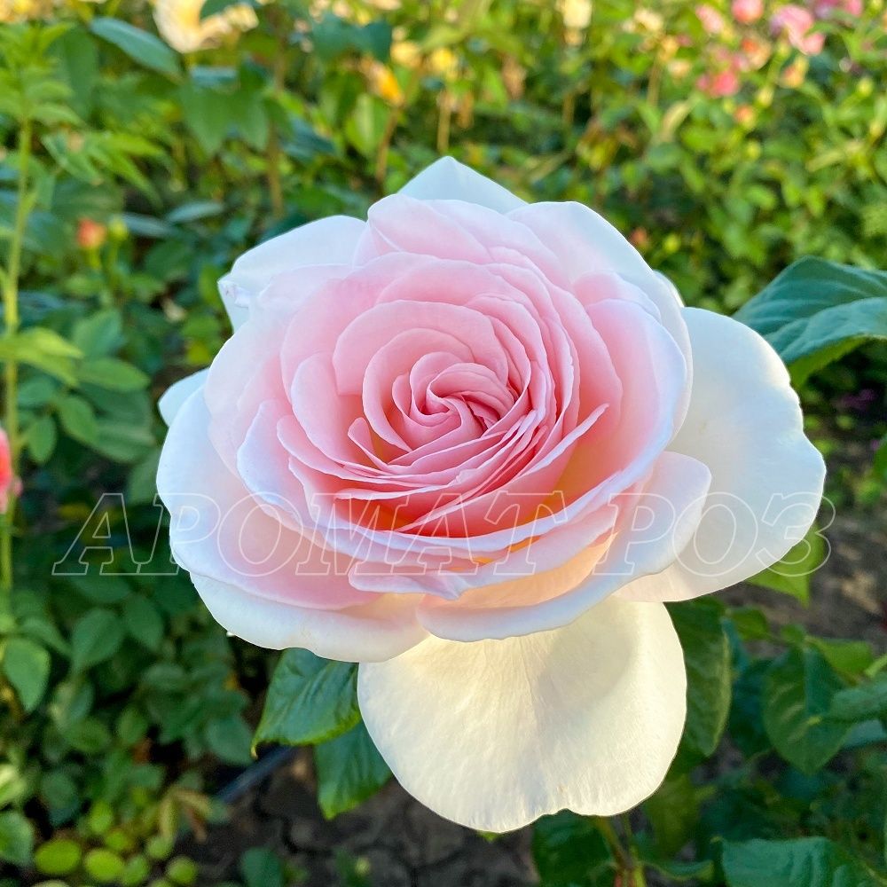 Принс Жардинье (Prince Jardinier) (Александр Пушкин)