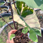 Колоказия PINK STAR