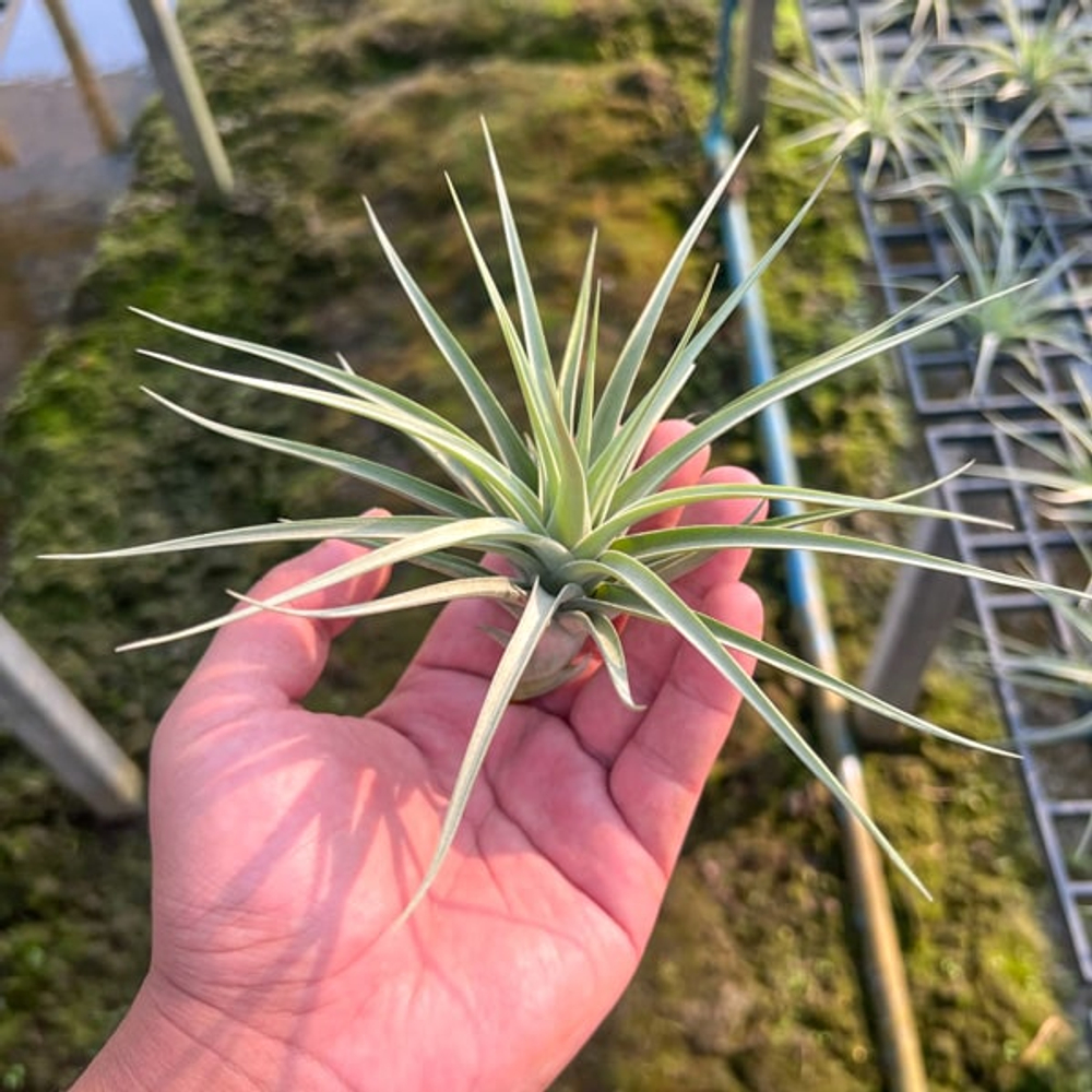 Тилландсия Dick Rutan (aeranthos x ixioides)