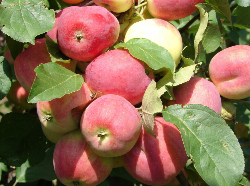 Саженец яблони «Смугляночка» (Летняя, Самая темная, Ранняя)