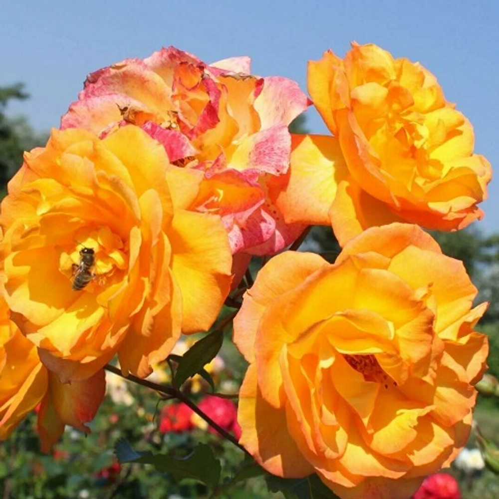 Роза шраб Sahara