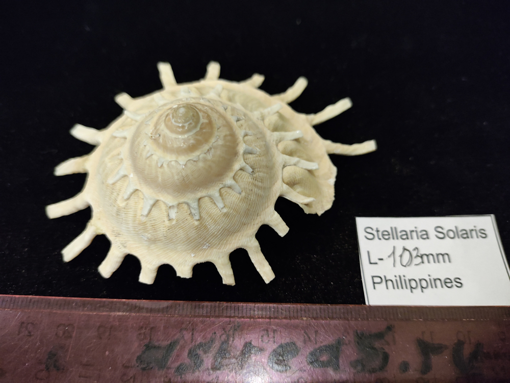 Стеллария Солярис "72-110 мм"