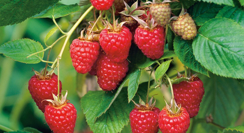 Малина крупноплодная Туламин / Tulameen , среднепоздний сорт