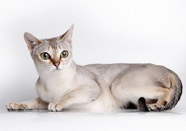 Австралийская дымчатая кошка Австралийская дымчатая кошка