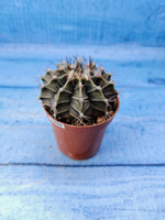 Gymnocalycium Friedrichii (Гимнокалициум)