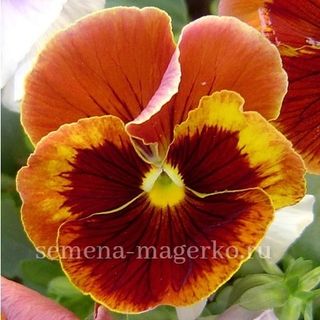 Виола Виттрока Пауэр Фаер 100 семян