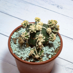 Astrophytum Myriostigma Hakujo Fukuryu (sct29585)