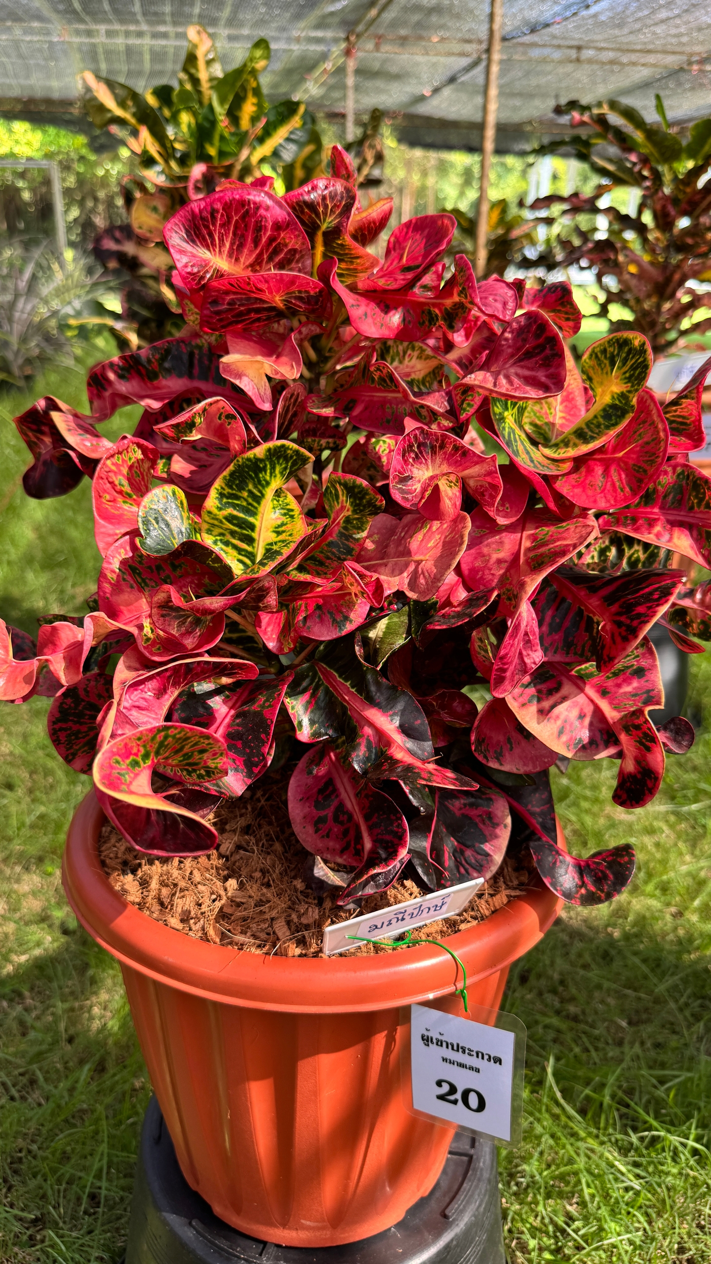 10  новых сортов кротонов с губкой в предзаказе 2026