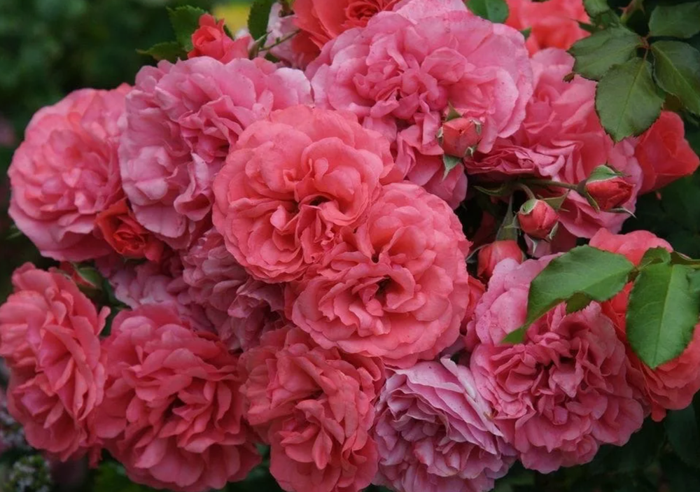 Роза плетистая Розариум Ютерсен ОКС конец апреля -май 2026