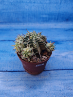 Euphorbia meloformis f. Variegated (Эуфорбия вариегатная)