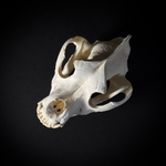 Череп собаки