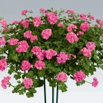 Пеларгония плющелистная PAC Pink Sybil