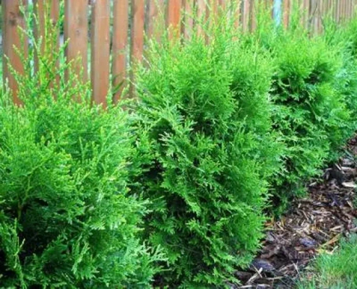 Туя Брабант Р9 40-50см Закупка М62 апрель-май 2026