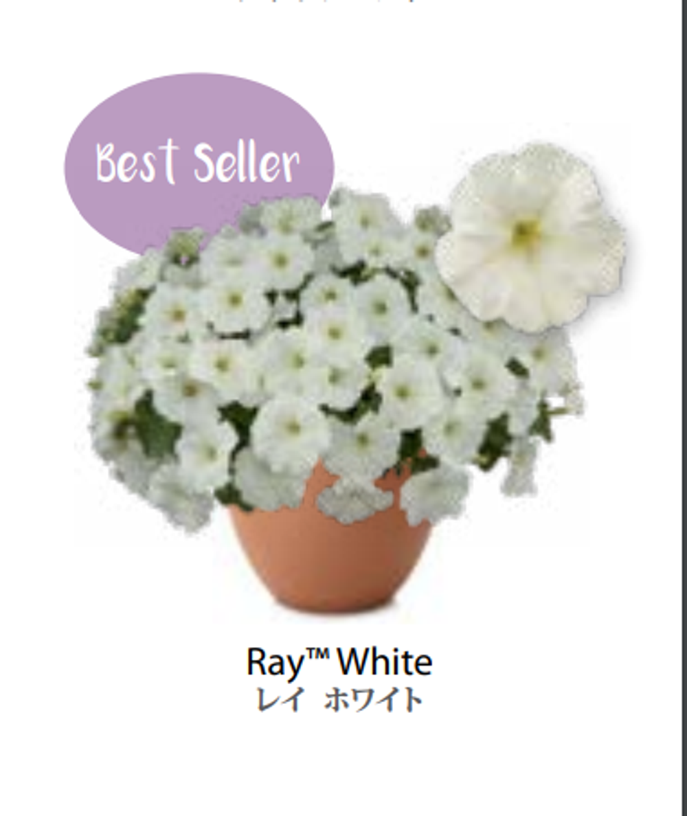 ЕВРО Petunia Ray White Imp укорененный черенок февраль 26 DAN