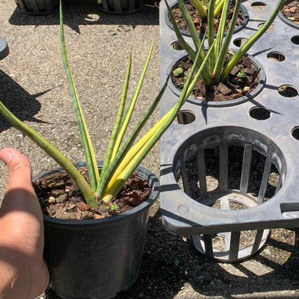 Сансевиерия BANLUE TORCH STRIATED VAR big