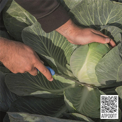 Калуга F1 семена капусты белокочанной (Bejo / Бейо)