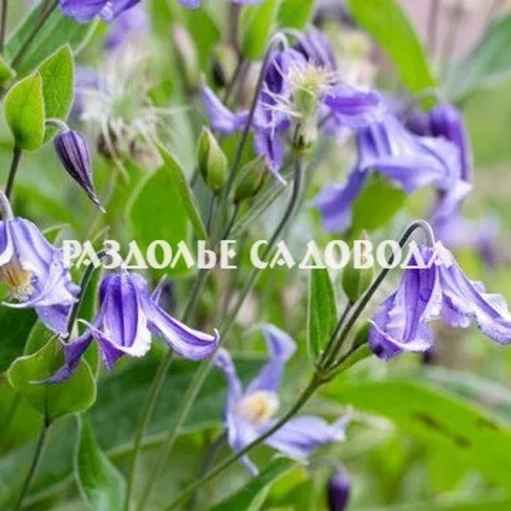 Клематис интегрифолия