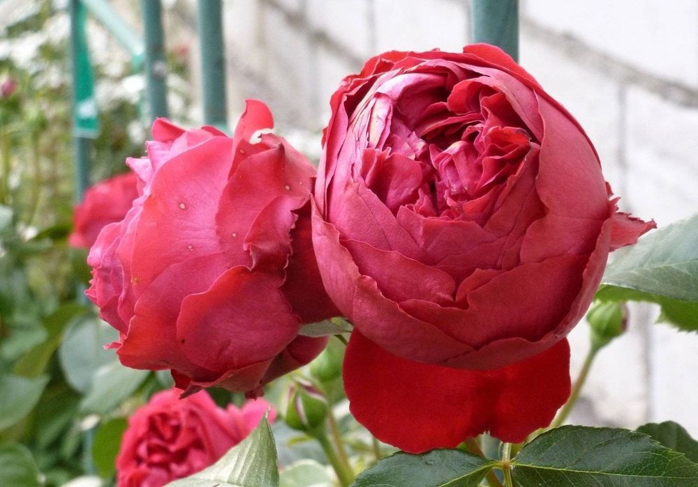 Эрик Таберли (Eric Tabarly)