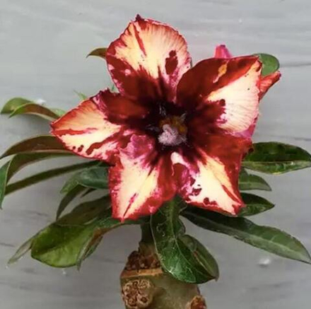 Адениум обесум 281 A23