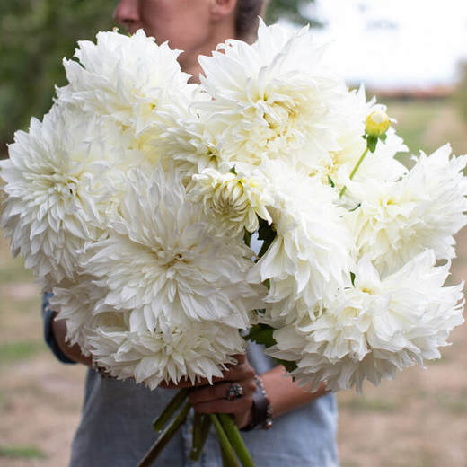 Георгин Fleurel (корень) Закупка М55 апрель 2026