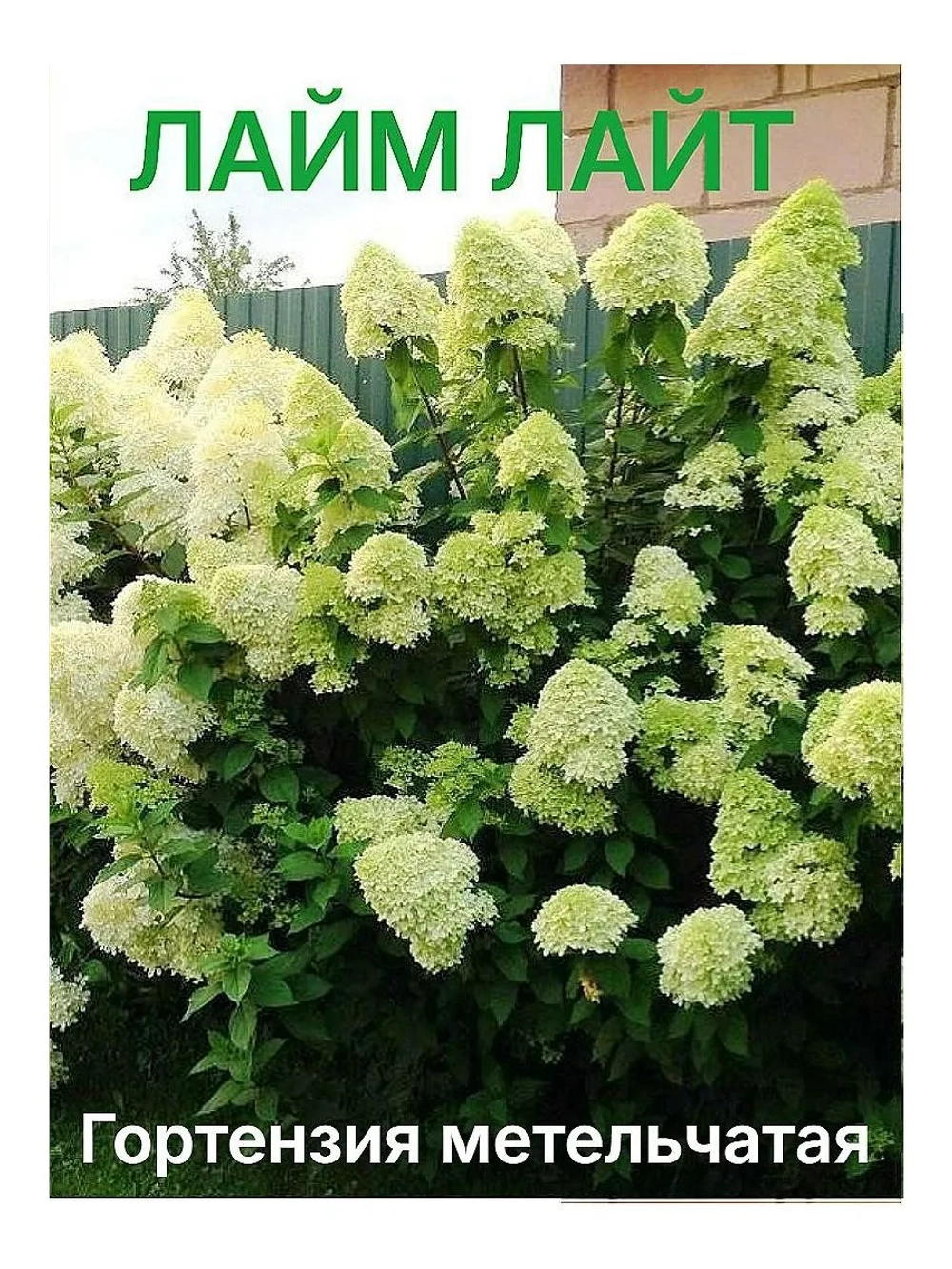 Лайм Лайт гортензия метельчатая