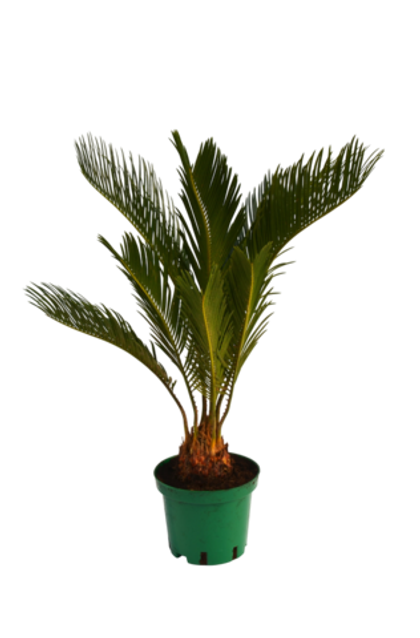 Цикас д. 15 СП