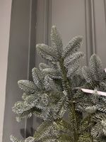 Нобилис - 1 ветка