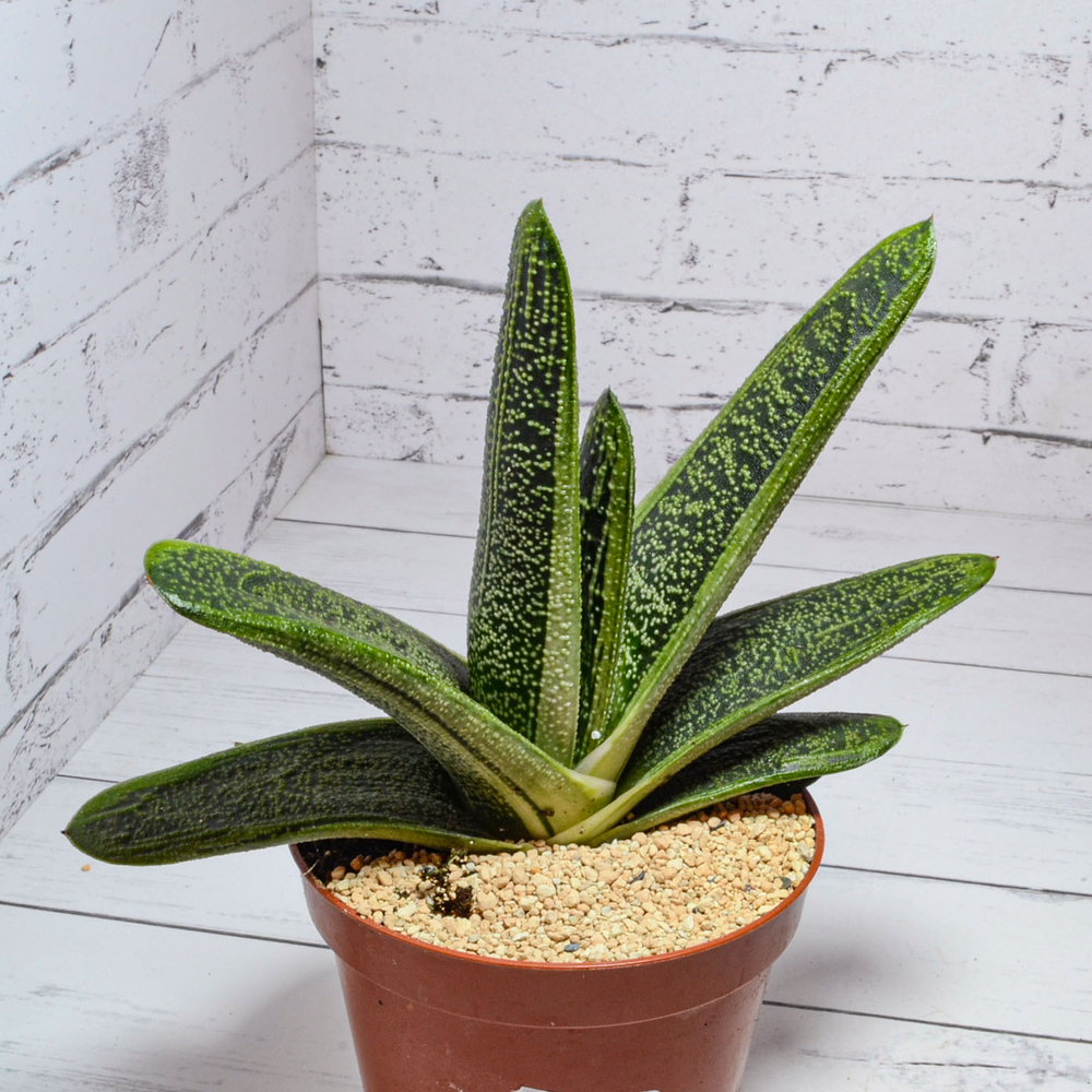 Gasteria Little Warty (Гастерия)