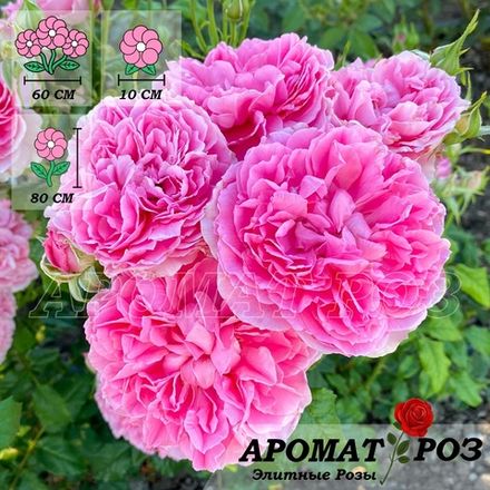 Принцесса Мейко (Princess Meiko)