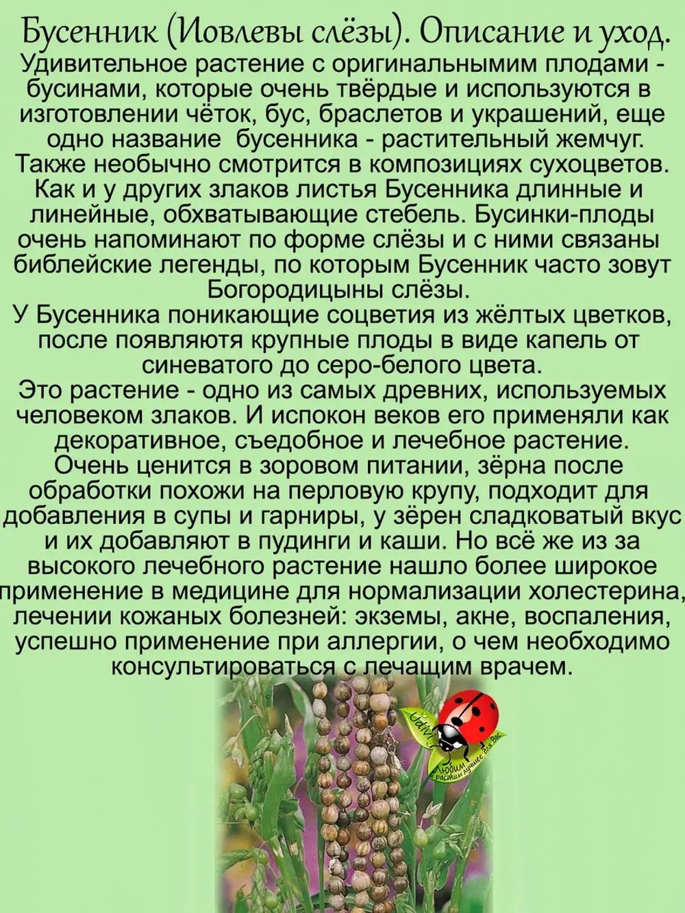 Бусенник Иовлевы слёзы