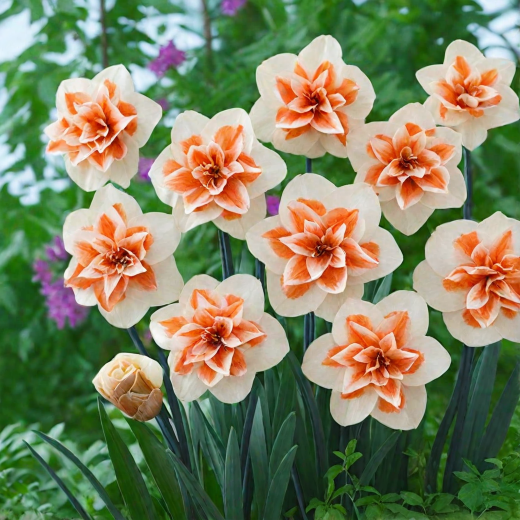 Нарцисс Дельнашо Закупка М79 сентябрь 2026