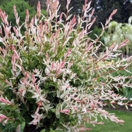 Ива "Hakuro Nishiki"