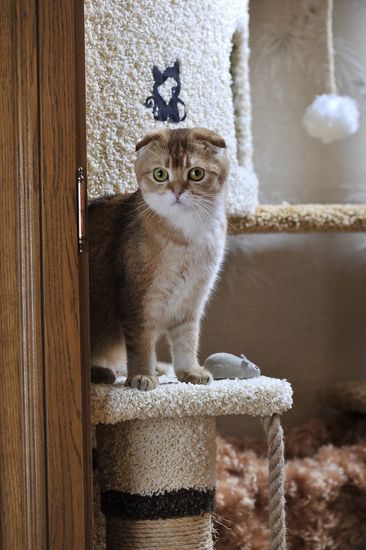 Домик для кота И-18