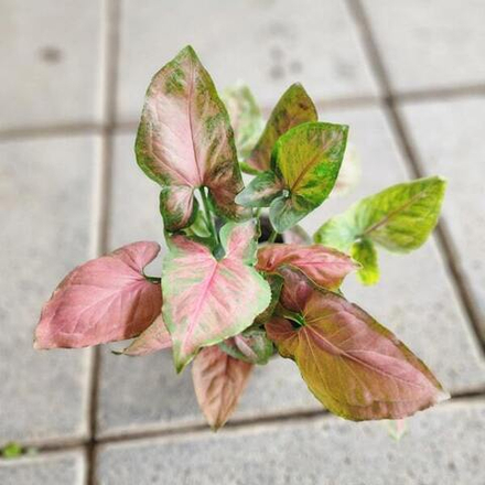 Сингониум (13) NAK