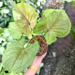 Сингониум RASAMEE THONG MUT