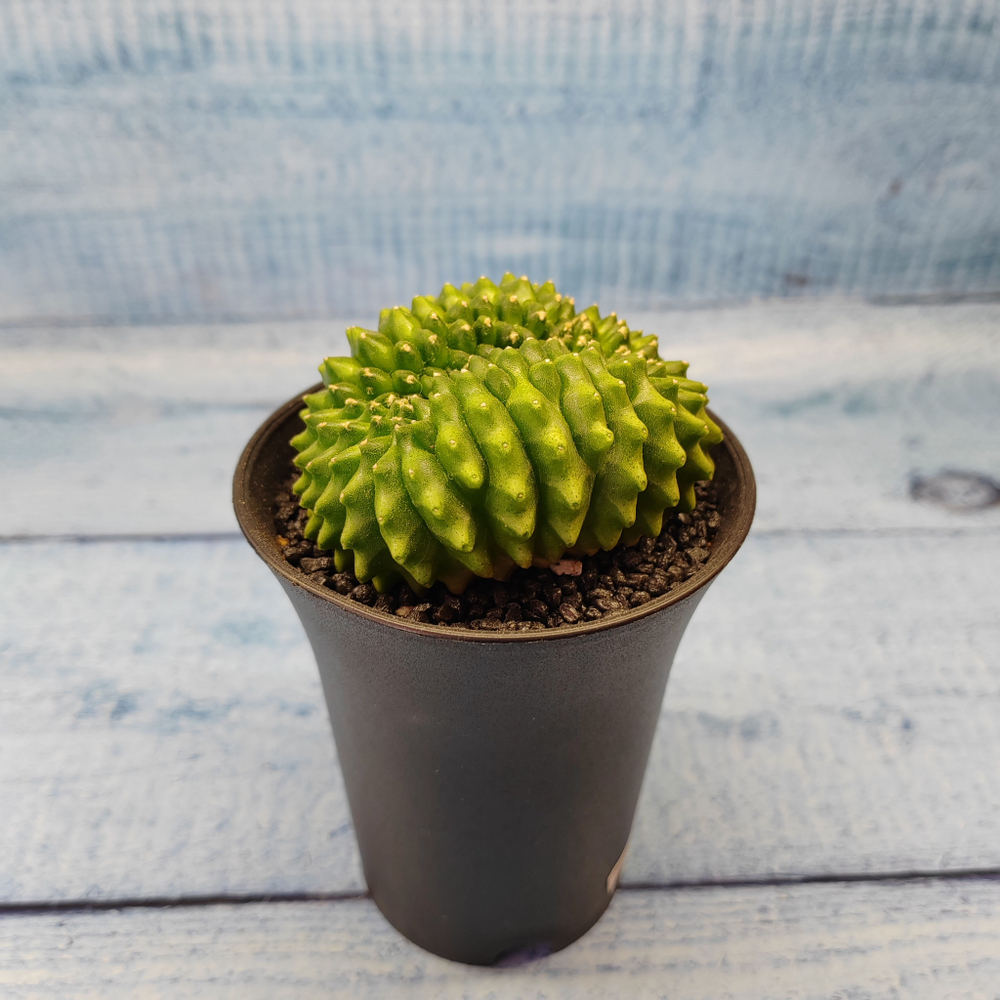 Gymnocalycium Spineless Crested form (Гимнокалициум Кристатный)