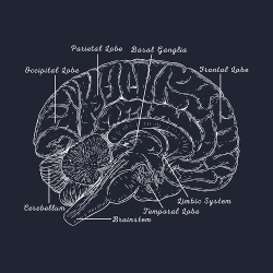 принт PewPewCat Анатомия мозга темно-синий